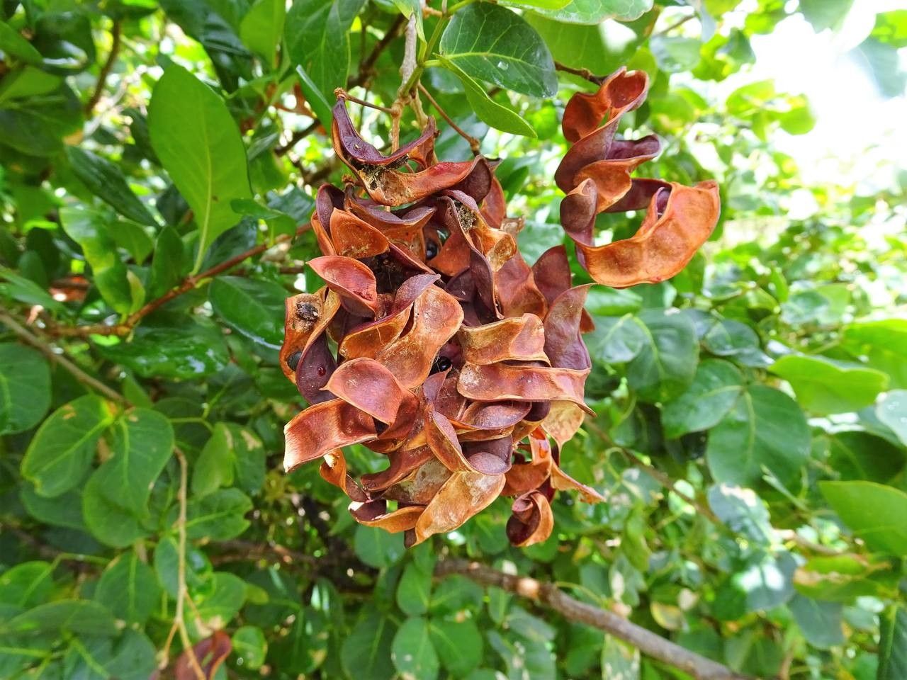 Pithecellobium unguis-cati fruit