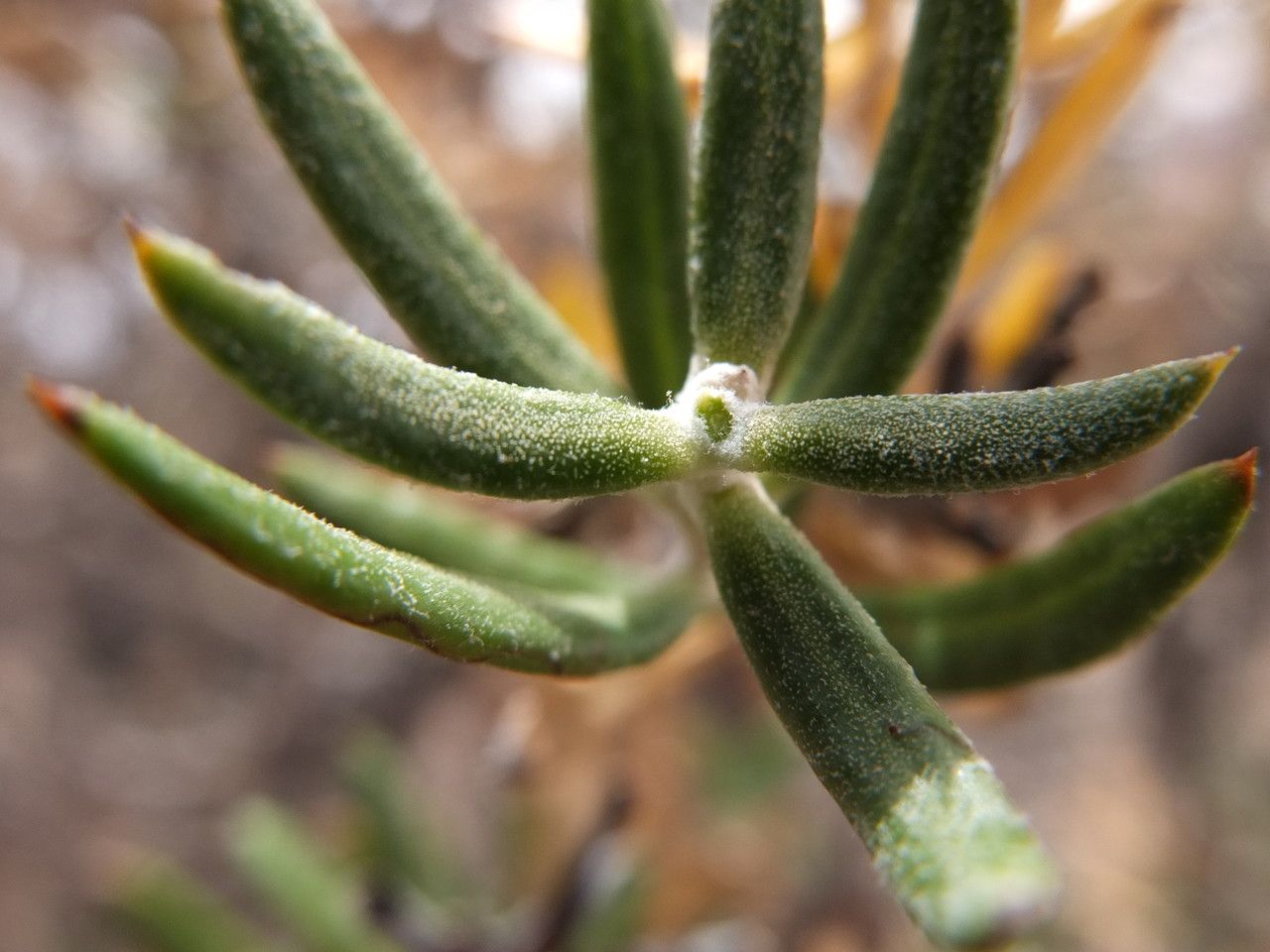 Mutisia ledifolia leaf