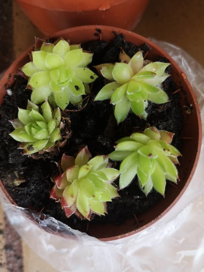 Sempervivum wulfenii leaf