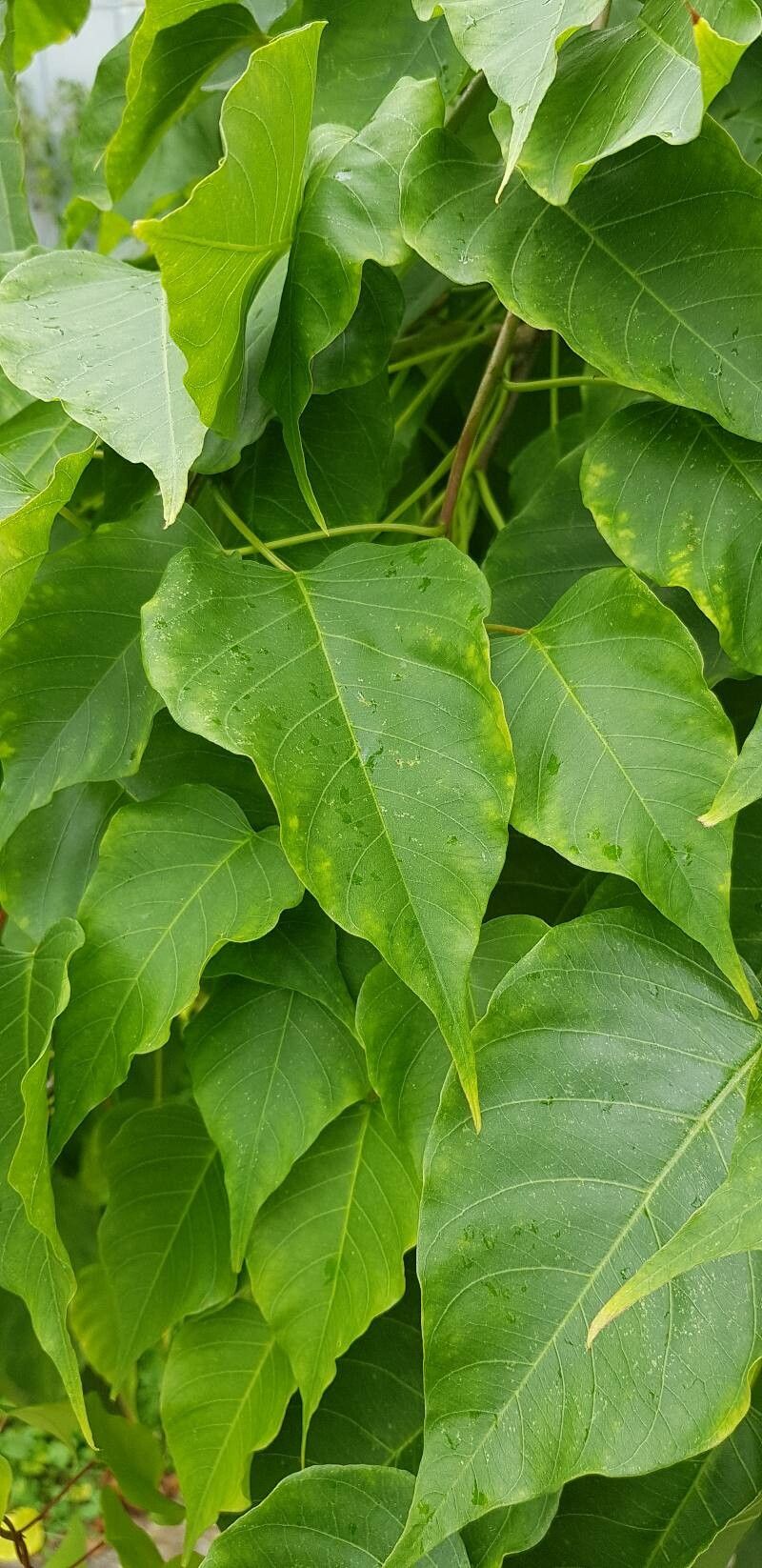 Ipomoea intrapilosa leaf