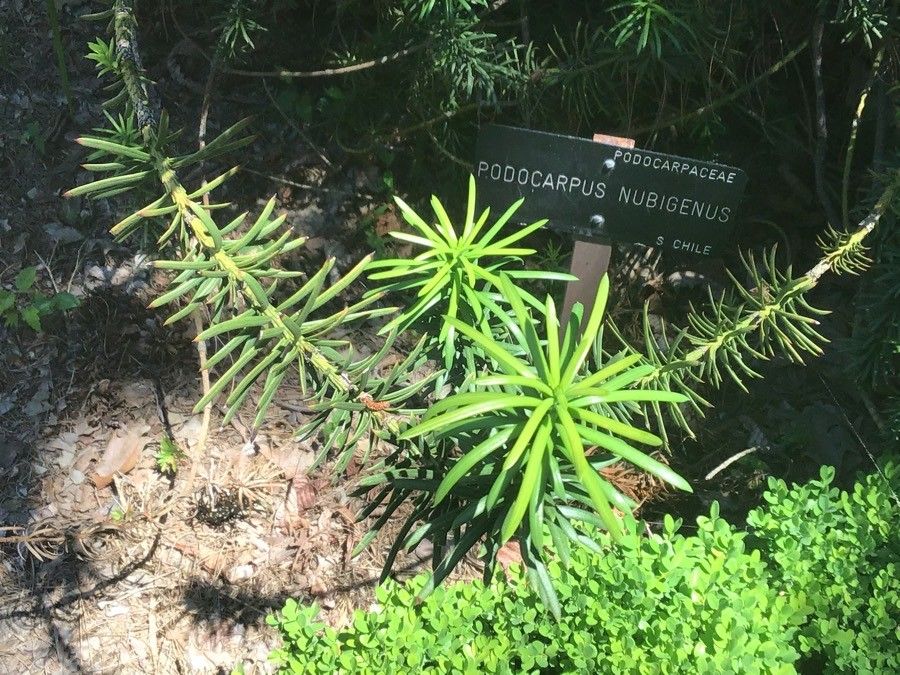 Podocarpus nubigenus — search result for 'Peru to Bolivia'