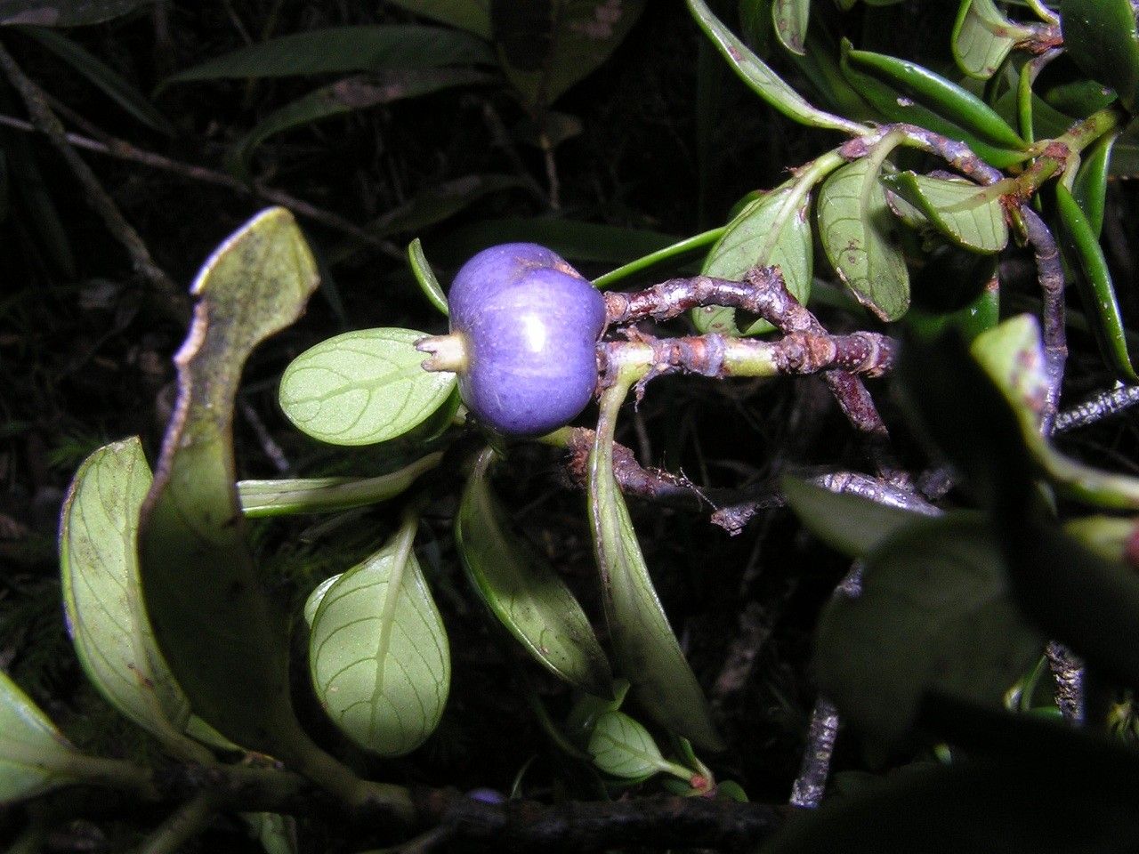 Psychotria pseudomicrodaphne fruit