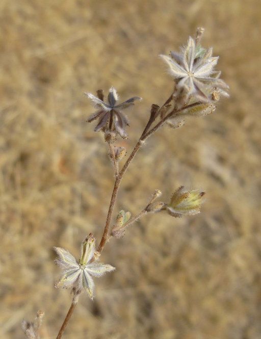 Lagophylla ramosissima fruit