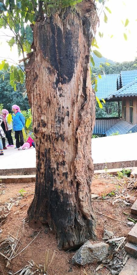 Ficus tinctoria bark