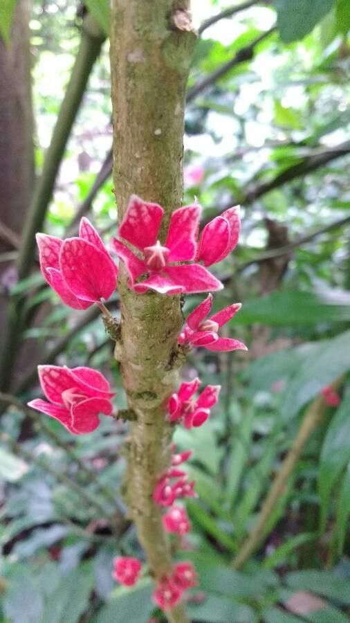 Pavonia strictiflora flower