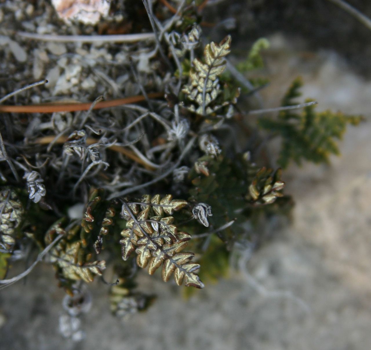 Notholaena neglecta — related species from the same genus