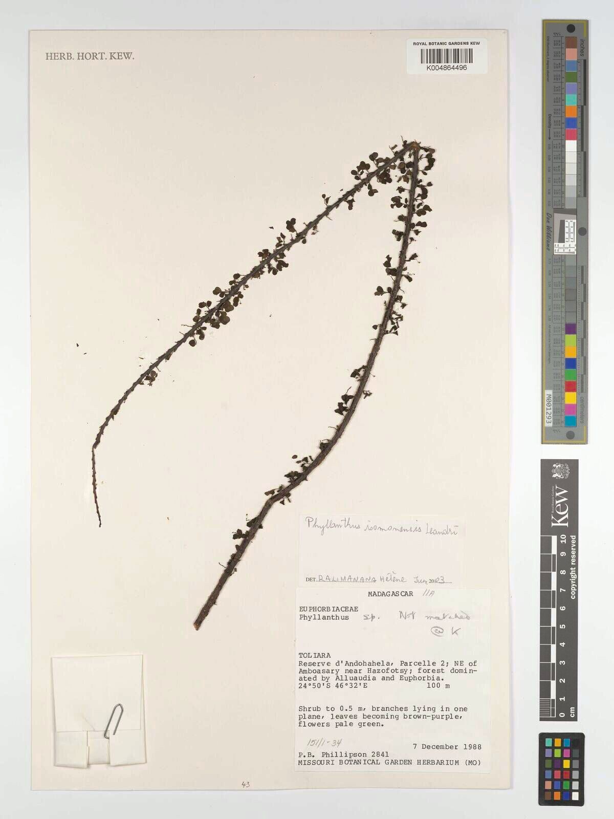 Phyllanthus isomonensis — houseplant care guide