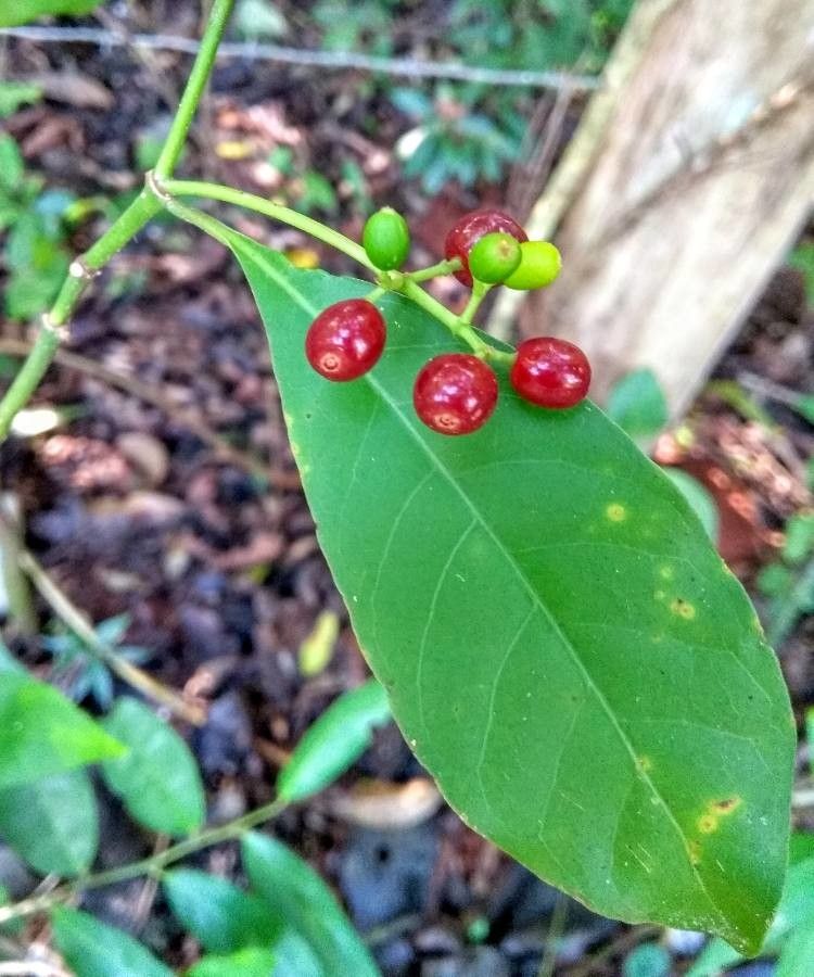 Guapira opposita fruit