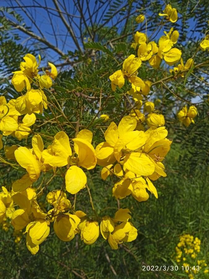 Senna multijuga flower