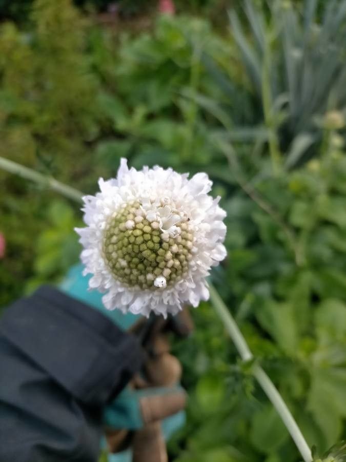 Scabiosa africana flower