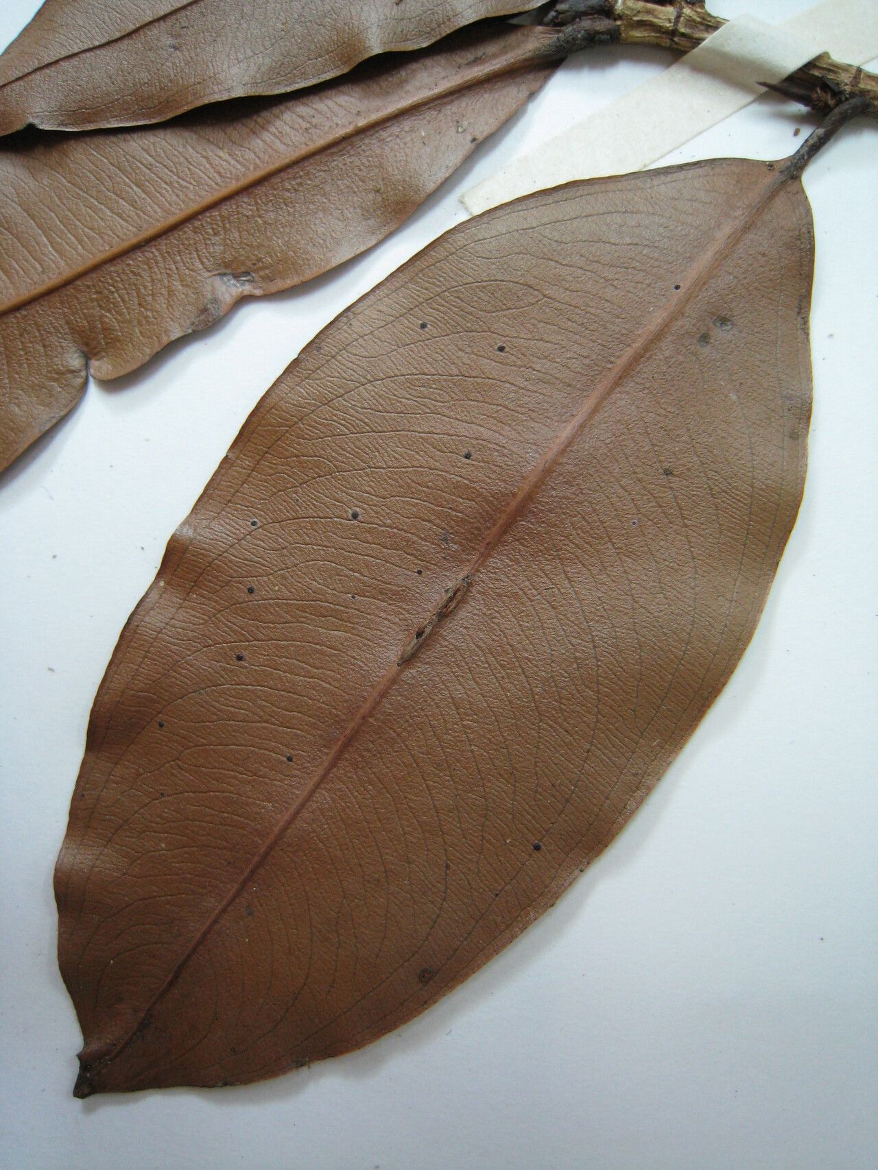 Ouratea candollei other