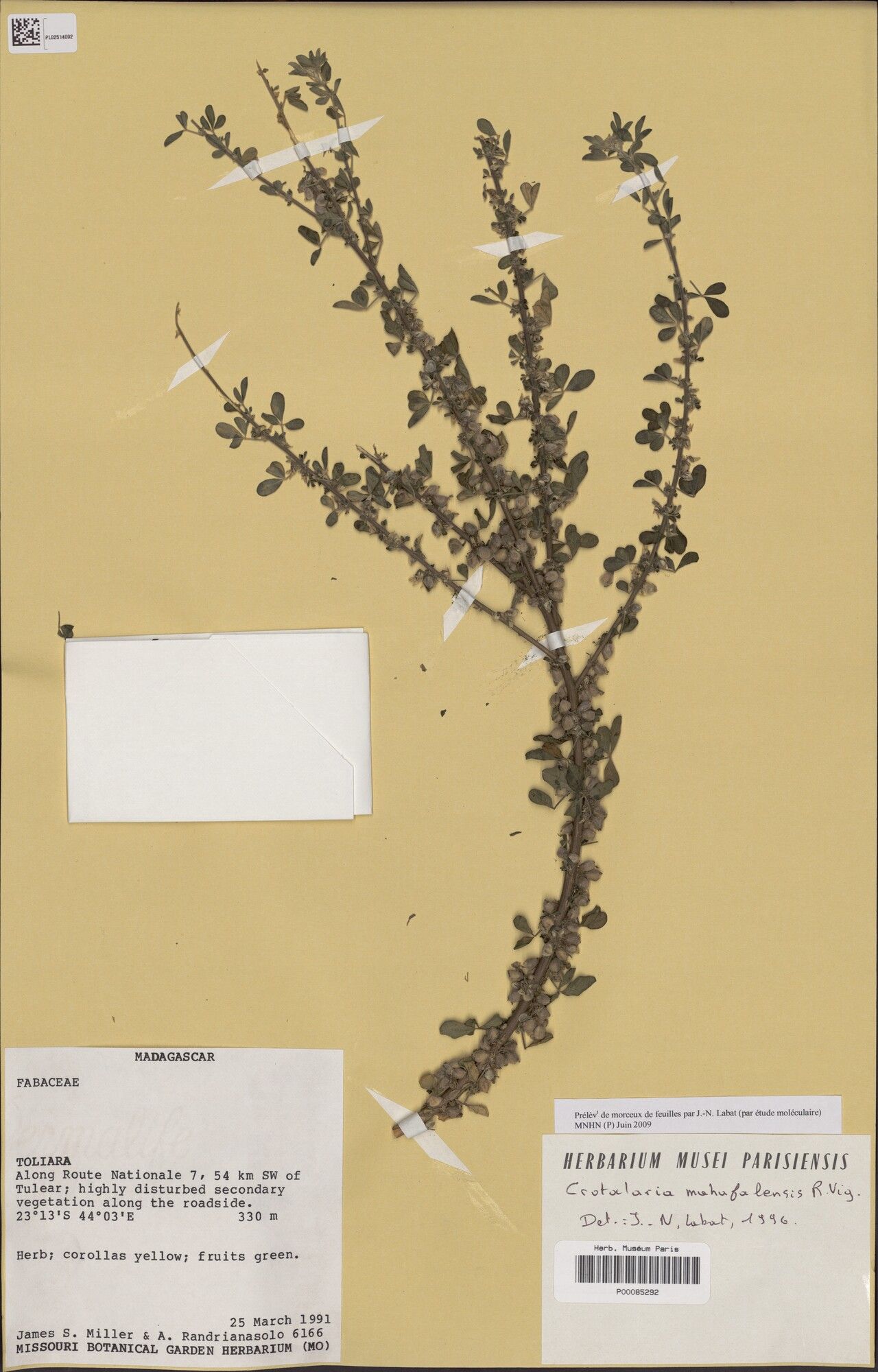 Crotalaria mahafalensis — houseplant care guide