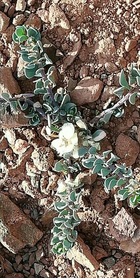 Telephium imperati leaf