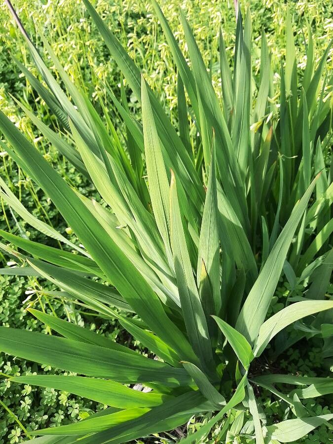 Chasmanthe aethiopica — search result for 'Iris'