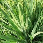 Chasmanthe aethiopica