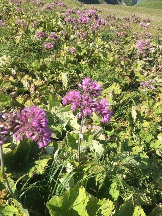 Adenostyles alpina flower