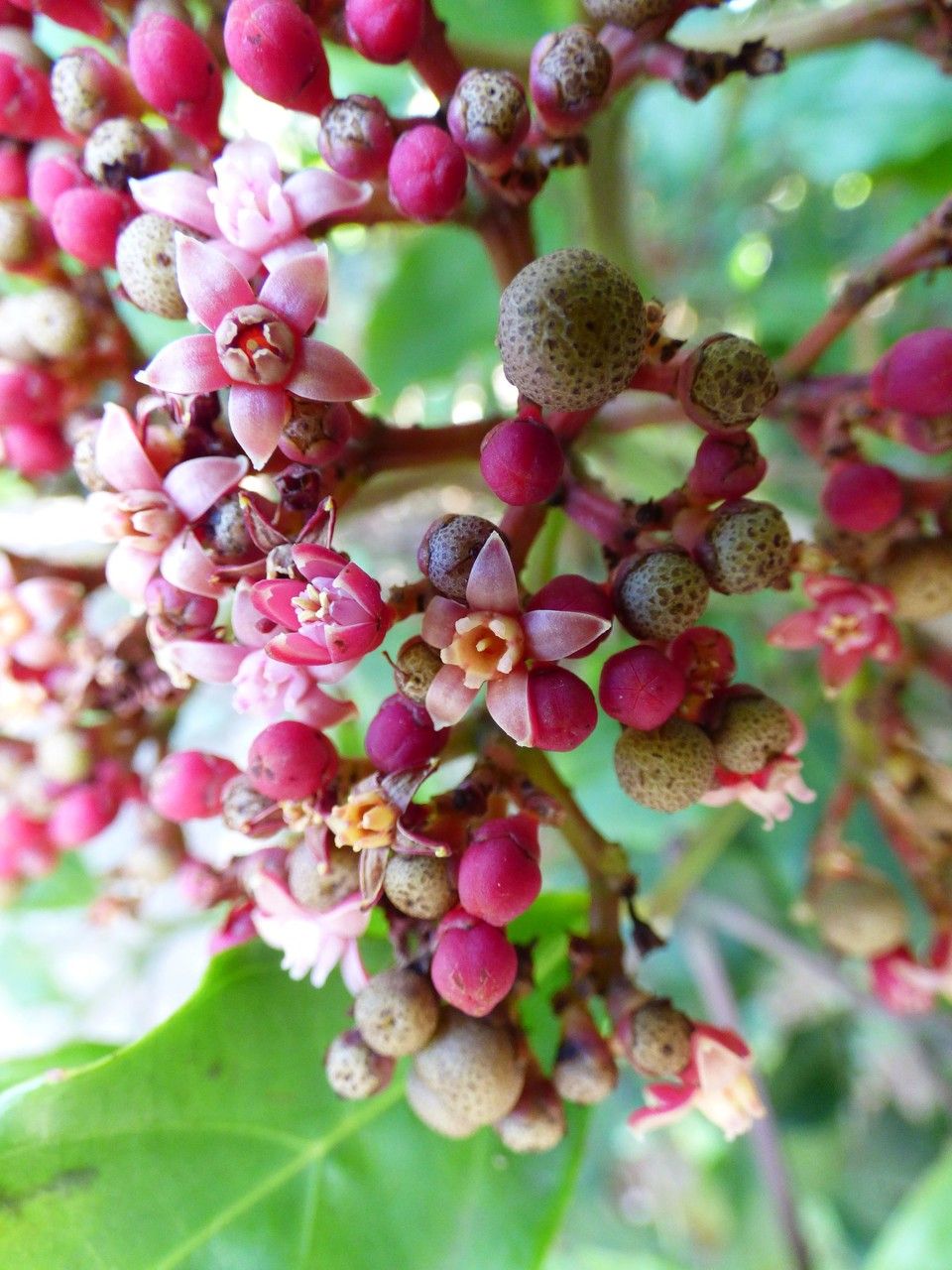 Leea guineensis flower