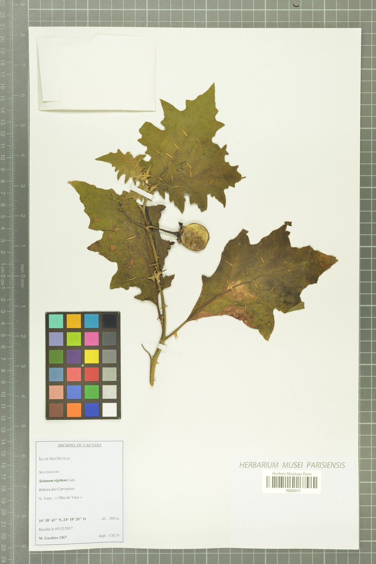 Solanum rigidum other