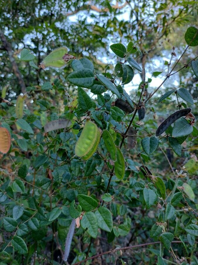 Platylobium formosum habit