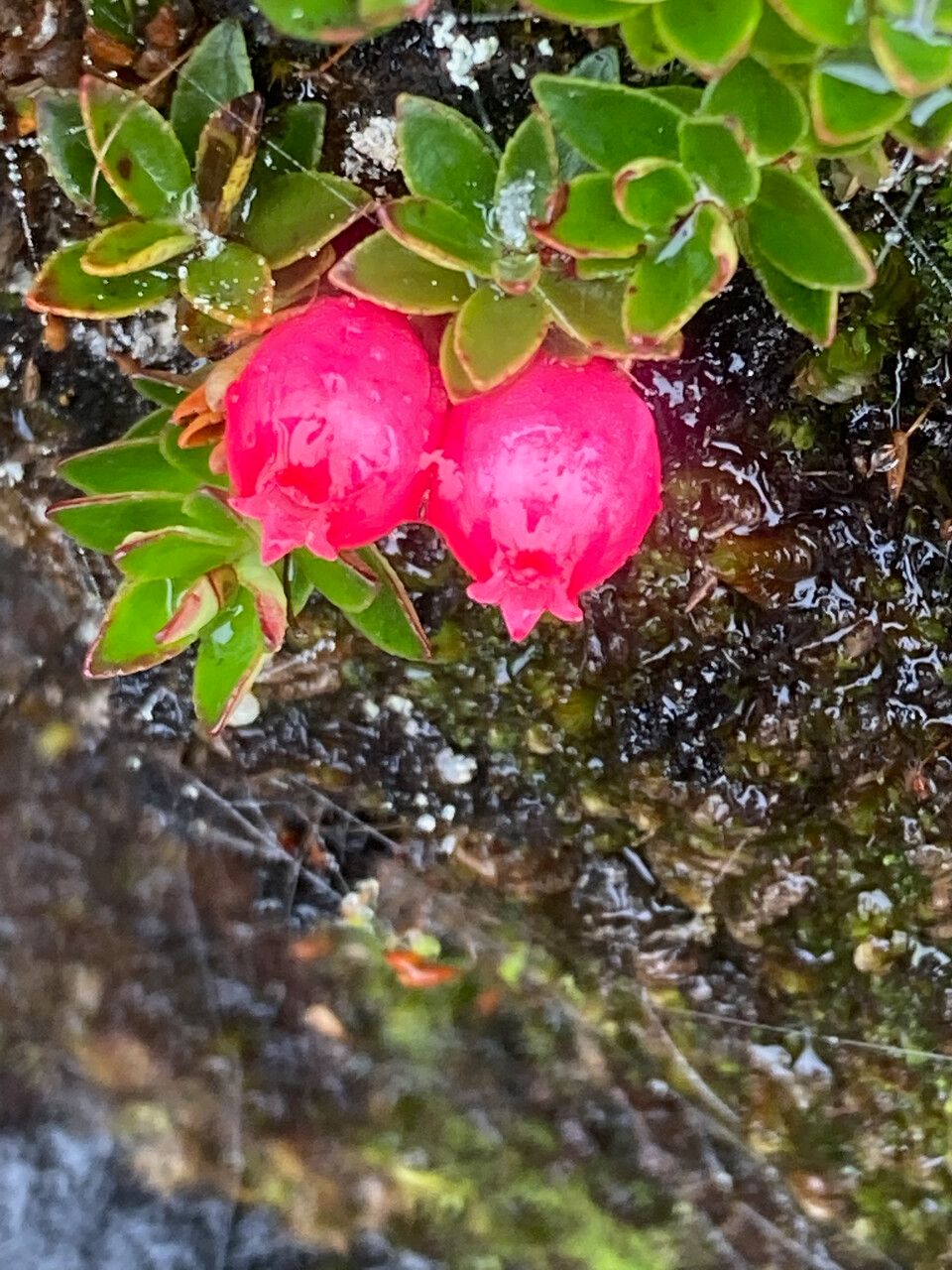 Myrteola nummularia fruit