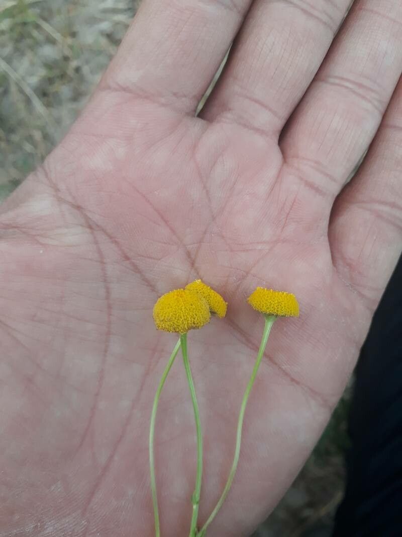 Tripleurospermum disciforme flower