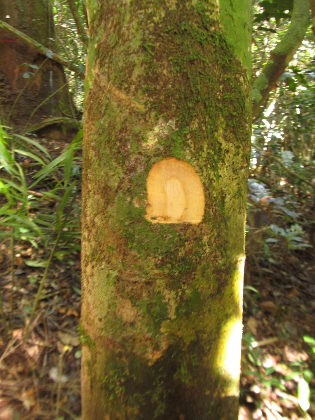 Drypetes arborescens bark