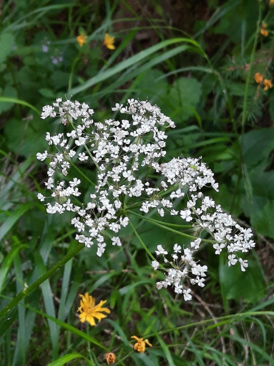 Chaerophyllum villarsii flower