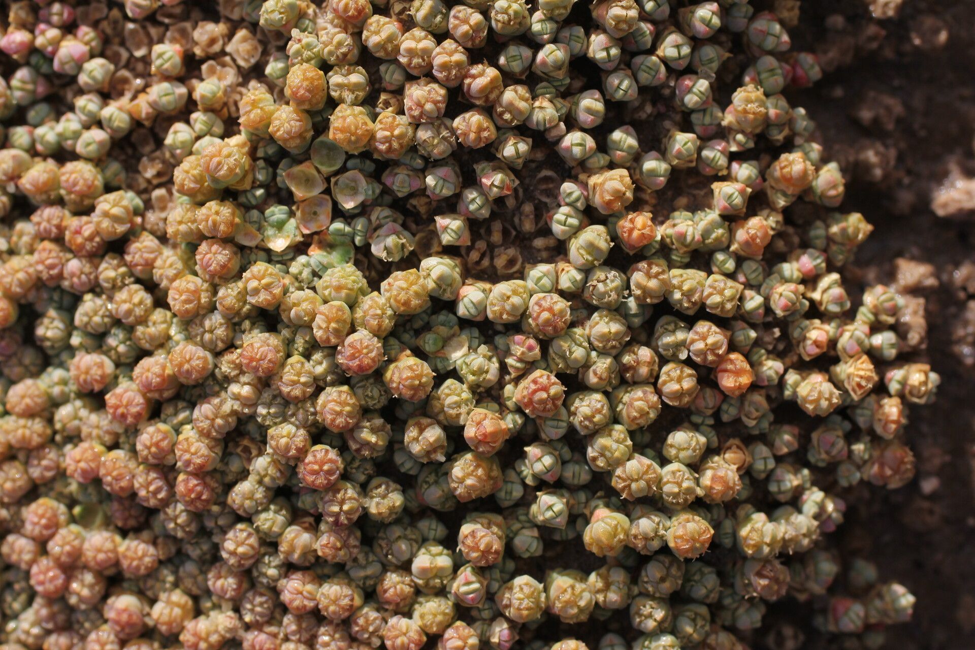 Salicornia pulvinata flower