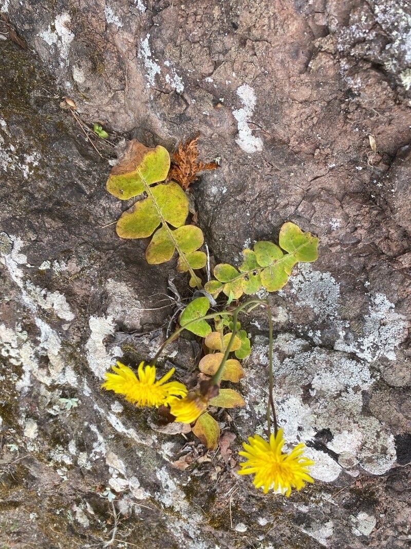 Sonchus ustulatus habit