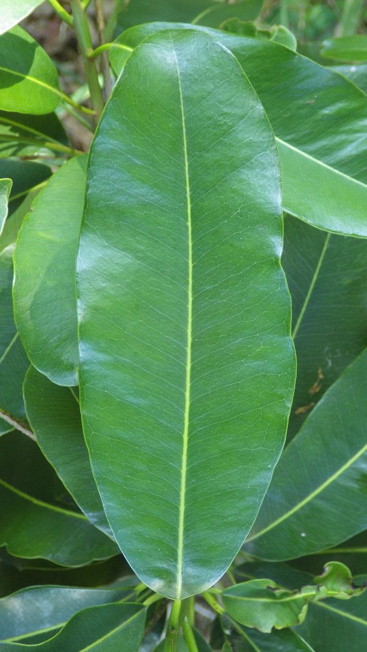 Mimusops petiolaris — houseplant care guide