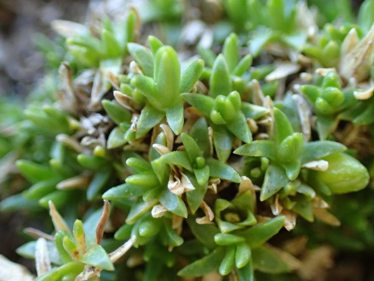 Minuartia sedoides fruit