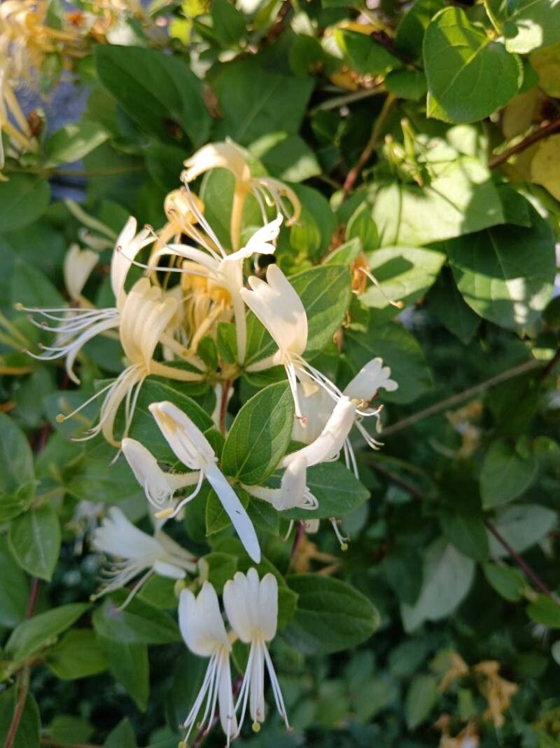 Lonicera hildebrandtiana flower