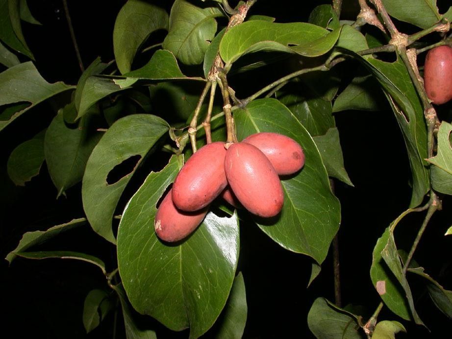 Gnetum leyboldii fruit