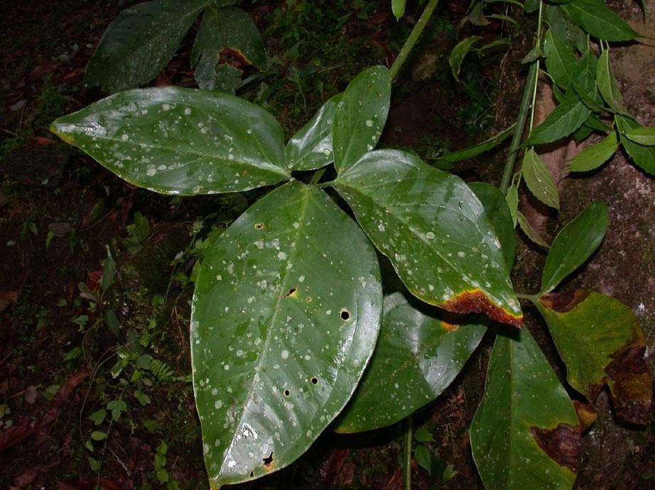 Syngonium macrophyllum — pet friendly houseplant