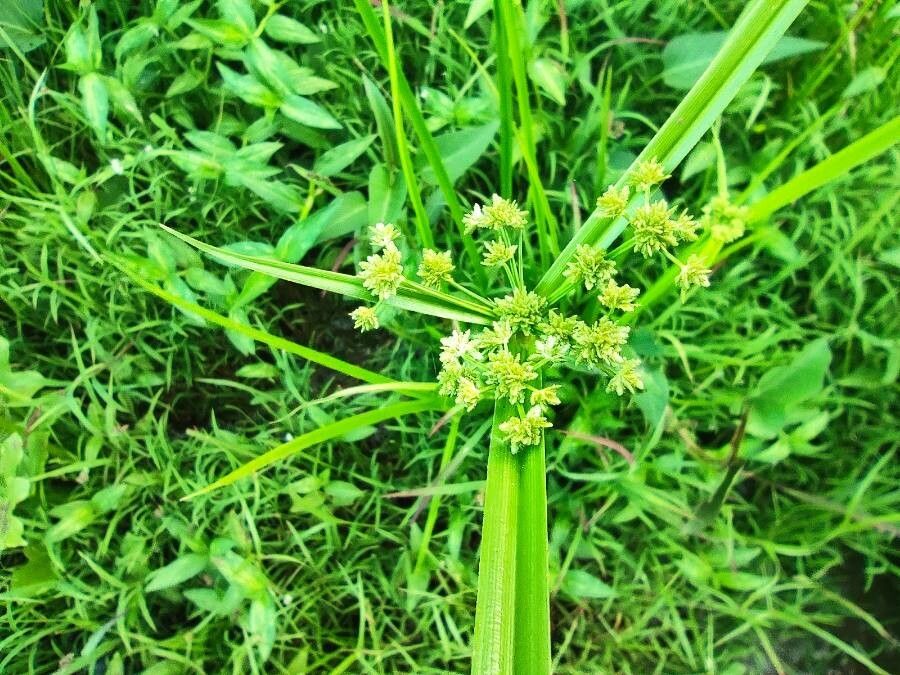 Cyperus difformis fruit