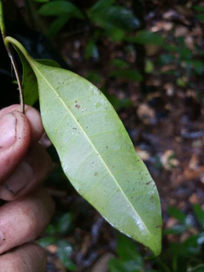 Bonafousia disticha — search result for 'Tabernaemontana'