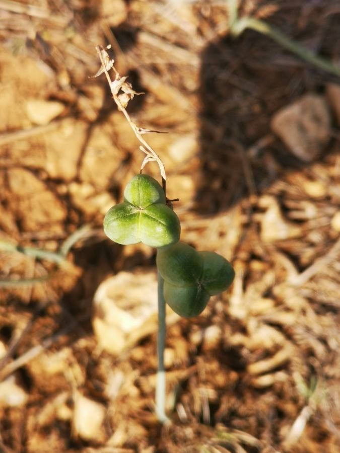 Lapiedra martinezii fruit