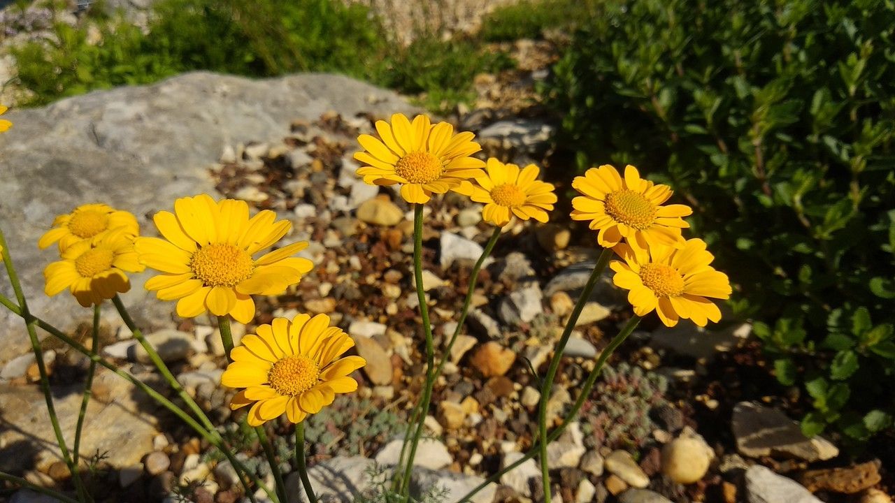 Cota triumfetti flower