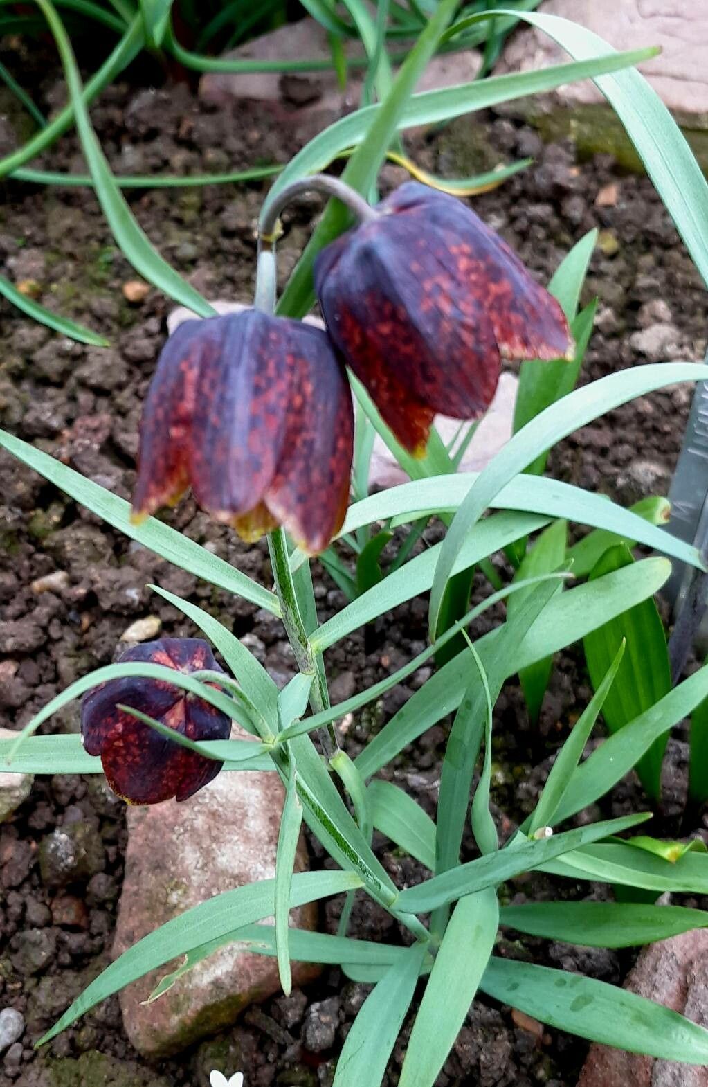 Fritillaria orientalis habit
