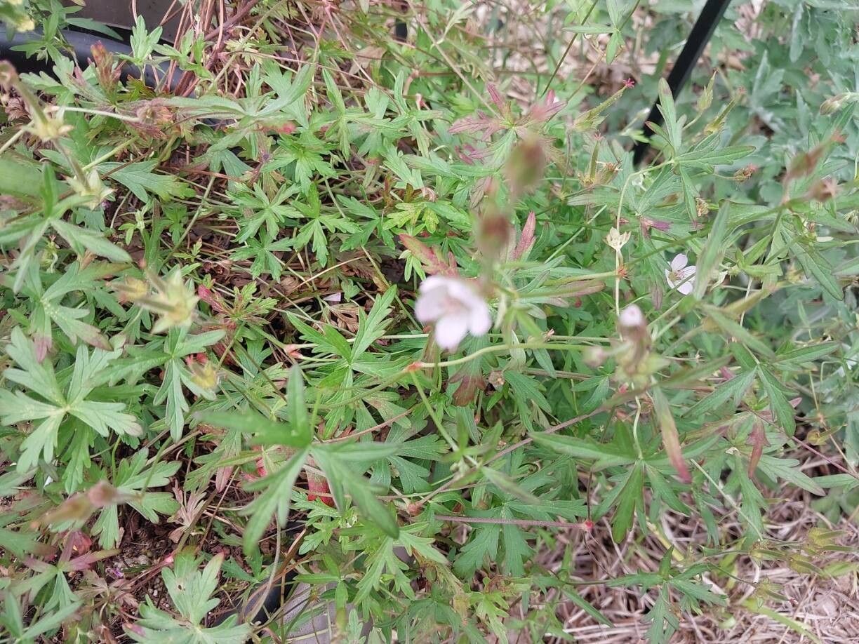 Geranium caffrum other