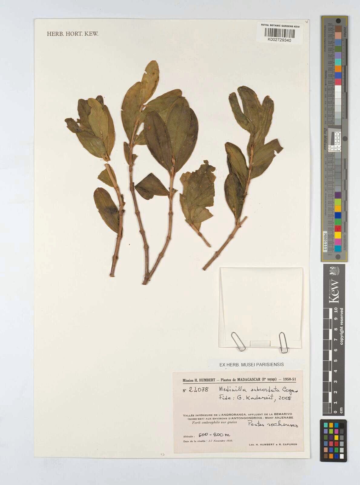 Medinilla subcordata — search result for 'Medinilla'