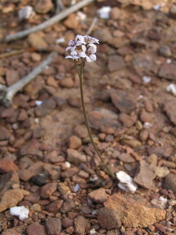 Jepsonia malvifolia habit