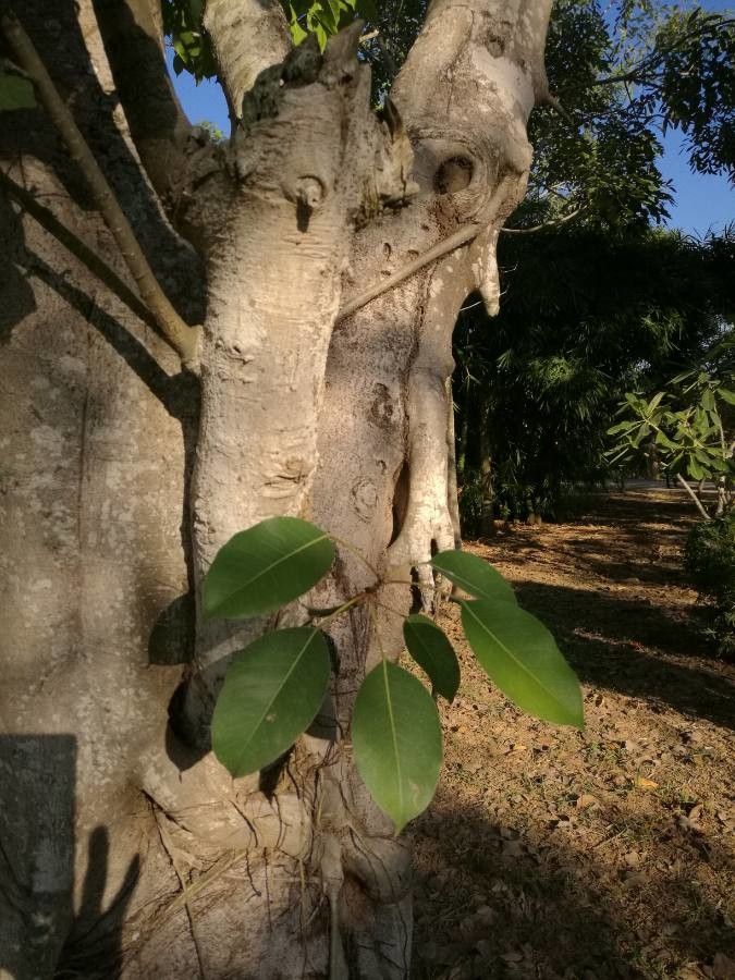 Ficus geniculata bark