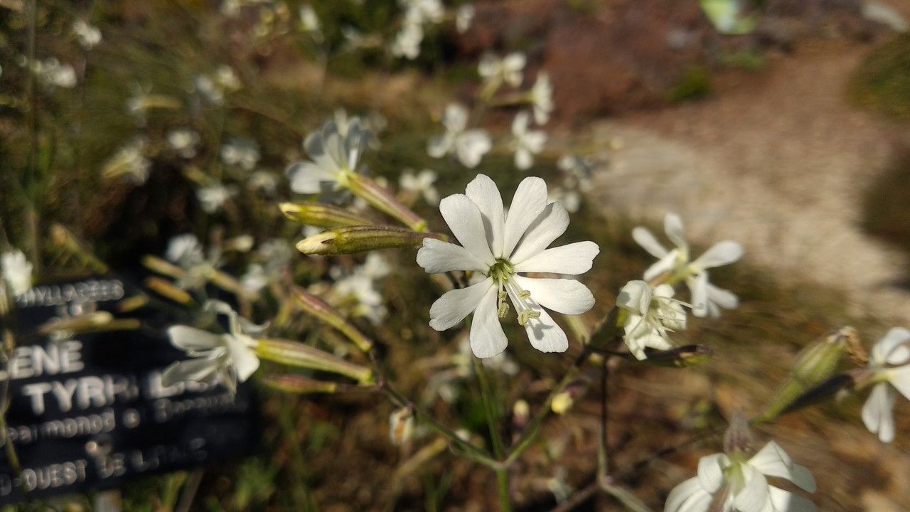 Silene tyrrhenia flower