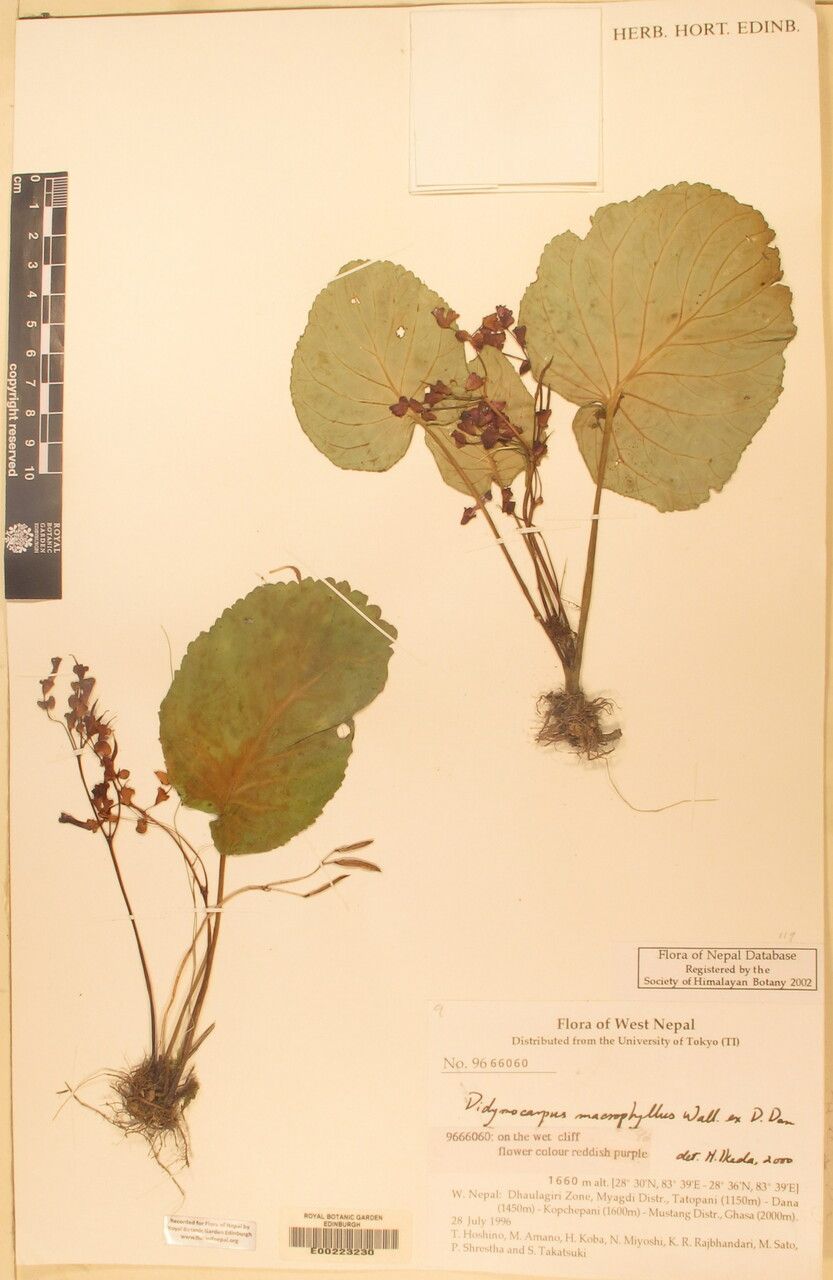 Didymocarpus macrophyllus other