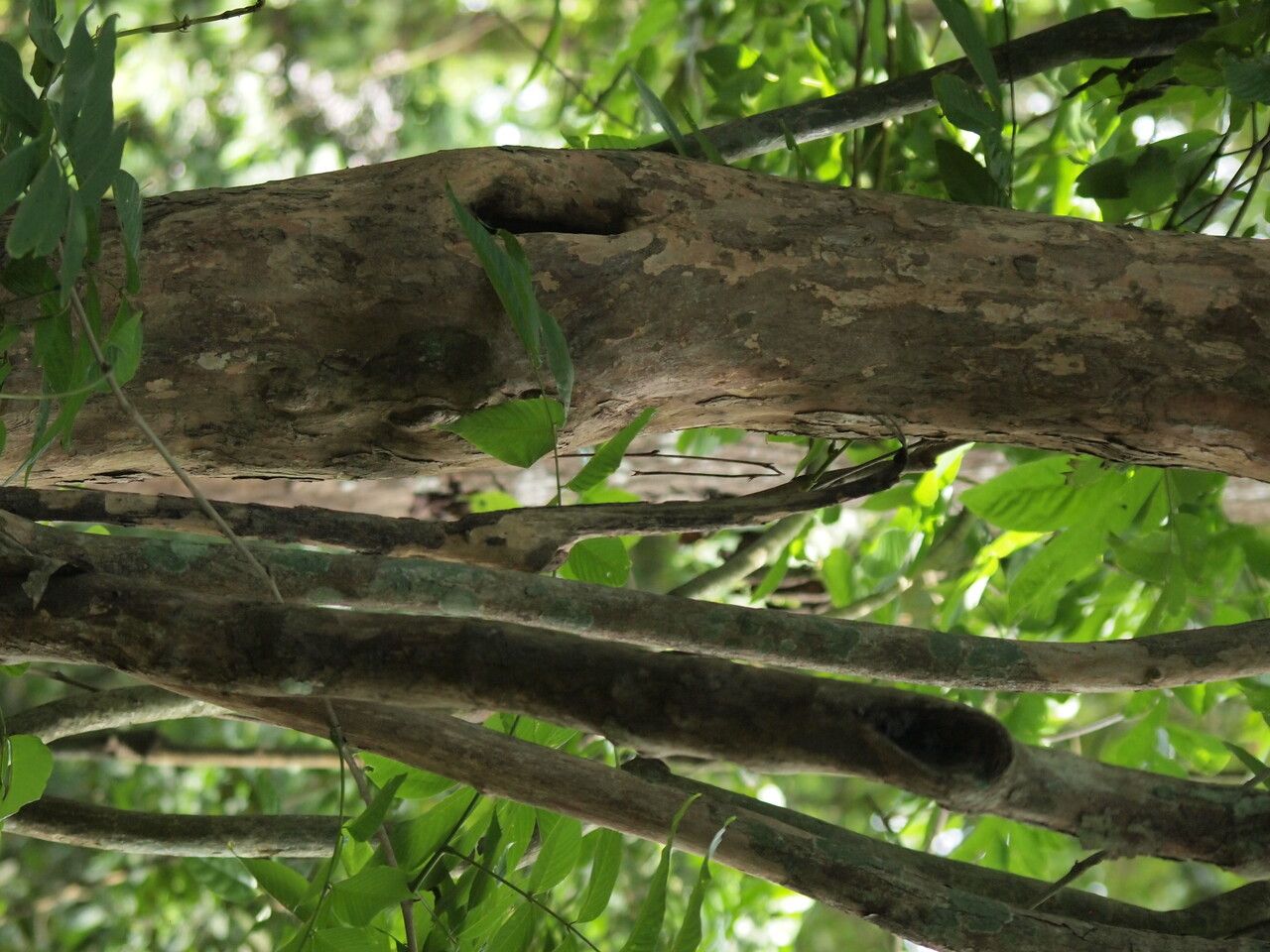 Millettia versicolor bark
