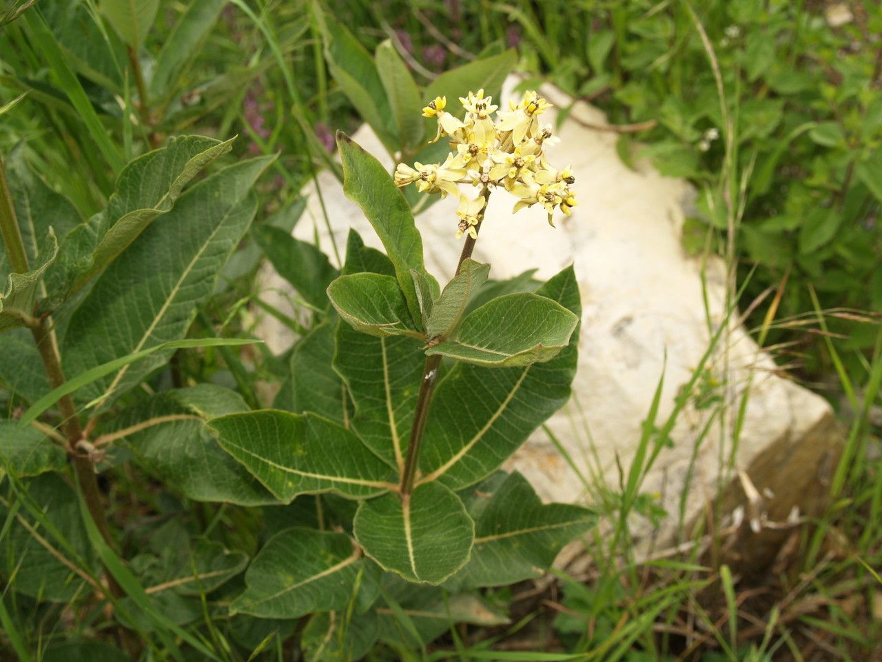 Asclepias lanuginosa habit
