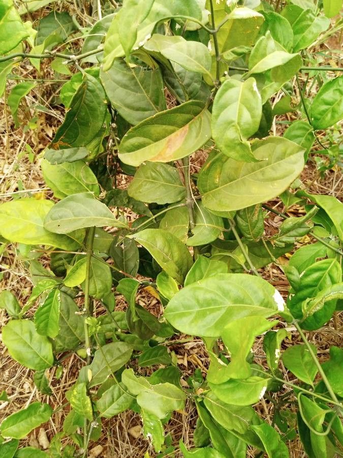 Maesa novocaledonica — houseplant care guide