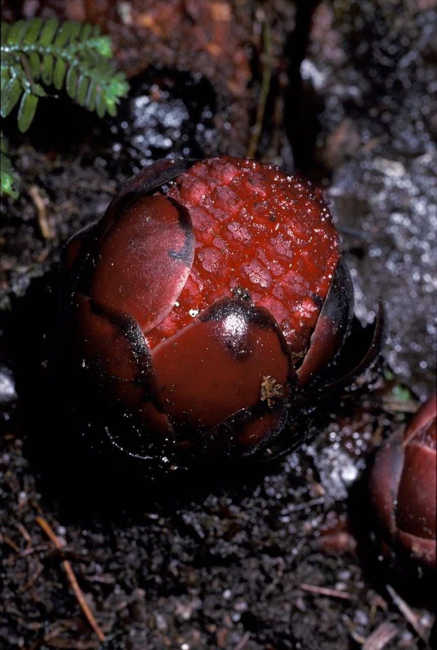 Helosis ruficeps — related species from the same genus