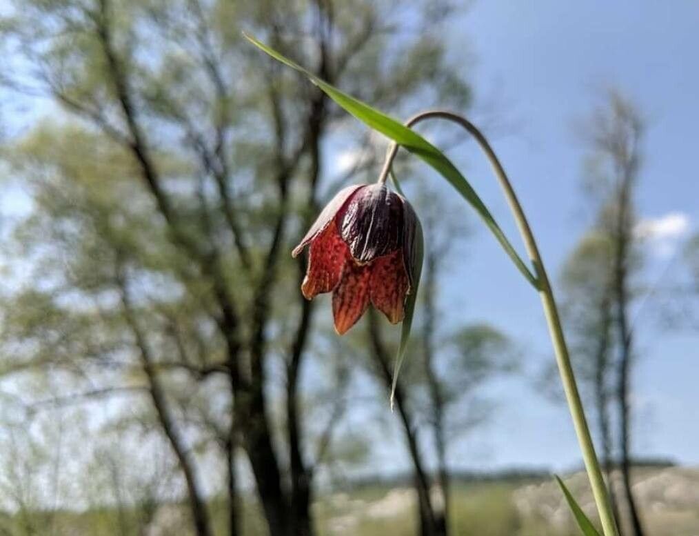 Fritillaria gentneri — search result for 'Fritillaria'